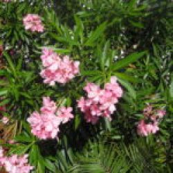 HARBOR: BAY ISLANDS HONDURAS