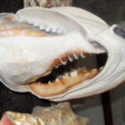 CAMEO FACTORY, HONDURAS