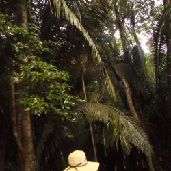 The Rain Forest surrounding the Mayan Pyramids, Lamanai, Belize
