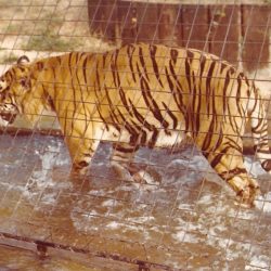 London Zoo - Tiger