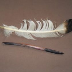 Pen made from a goose feather