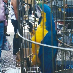 Parrot at the Central Market