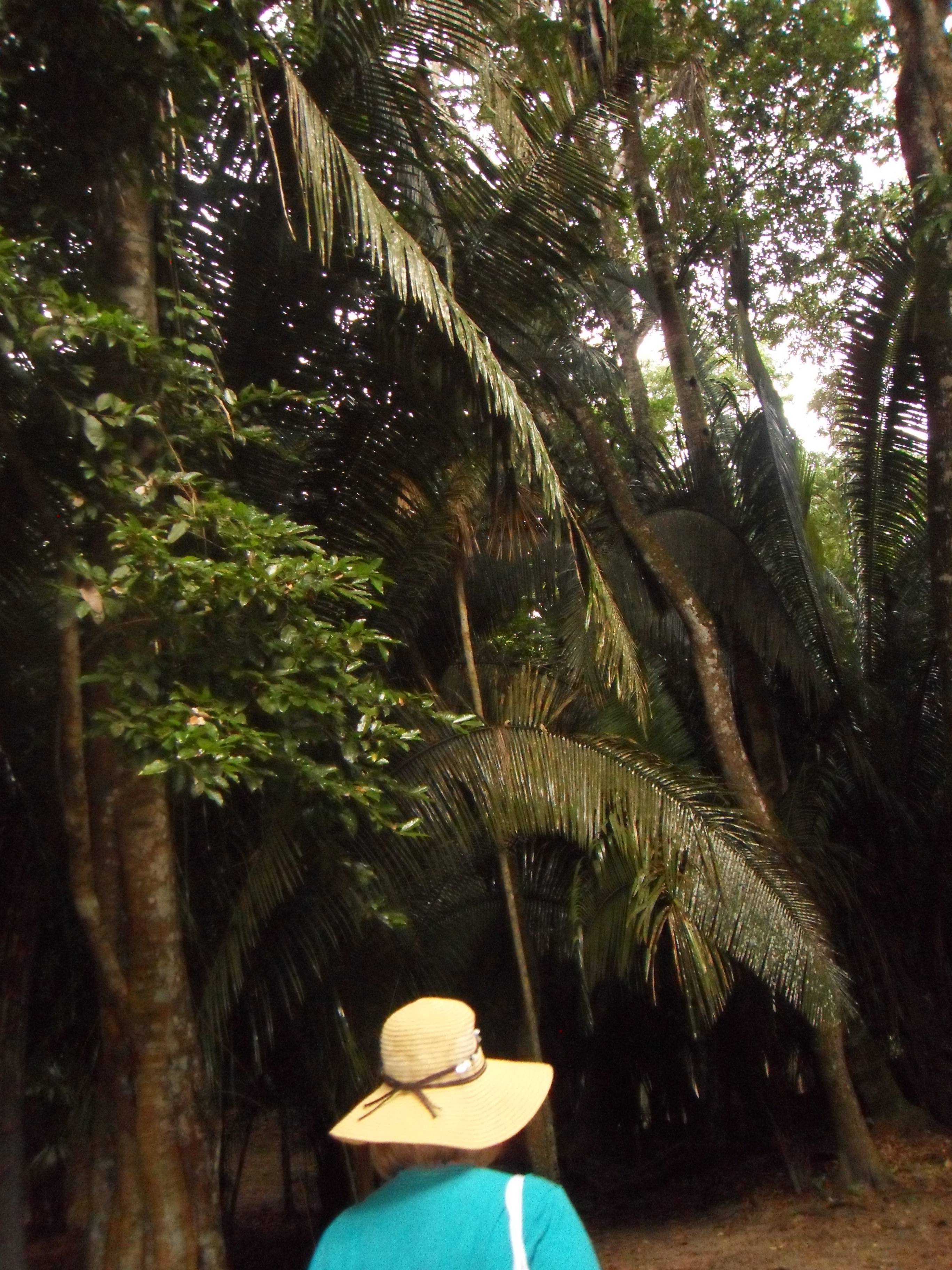 The Rain Forest surrounding the Mayan Pyramids, Lamanai, Belize