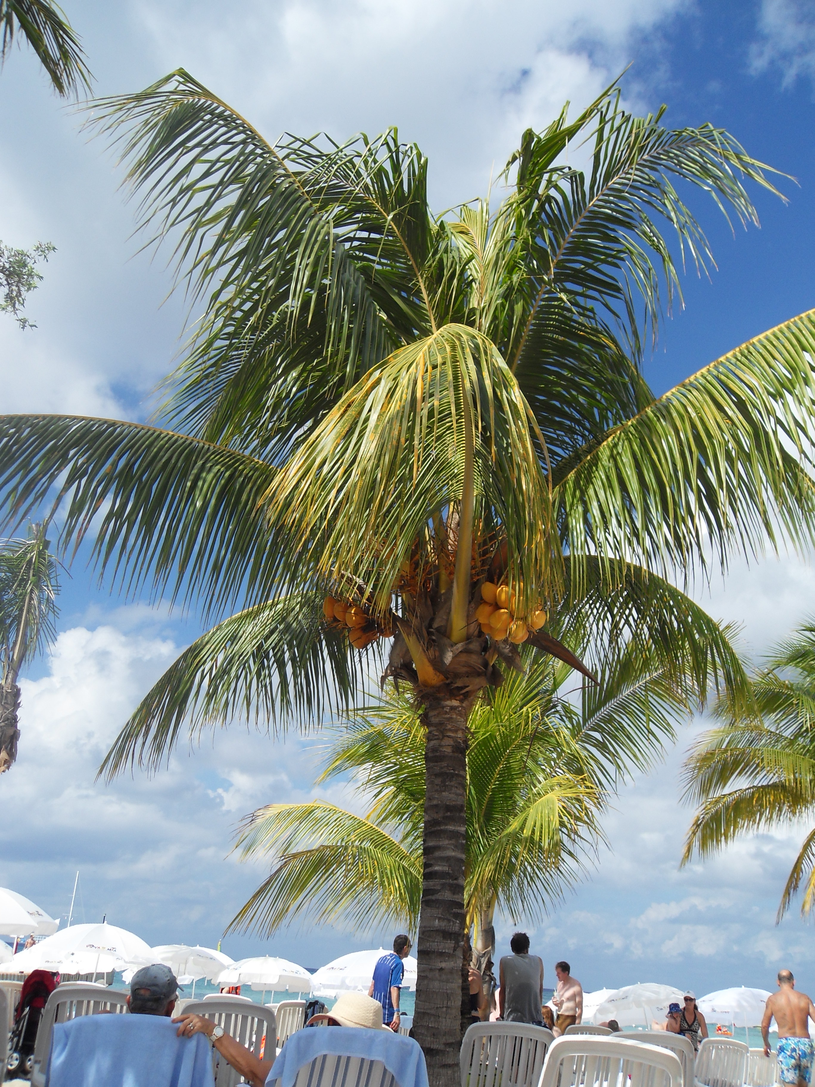 Palm tree on the beach, Cozumel, Mexico