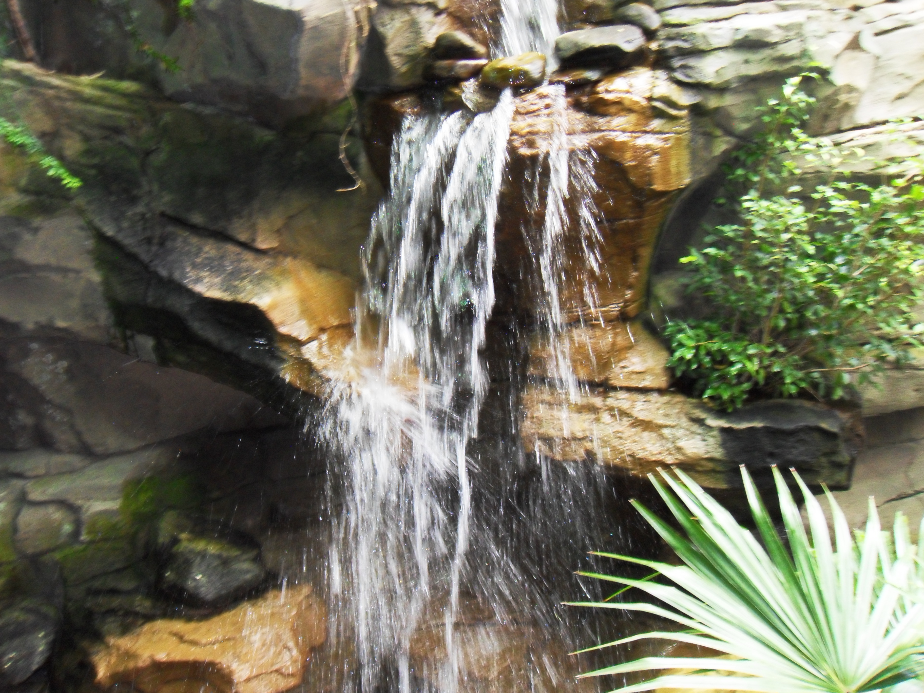 Water Flows through the rain forest