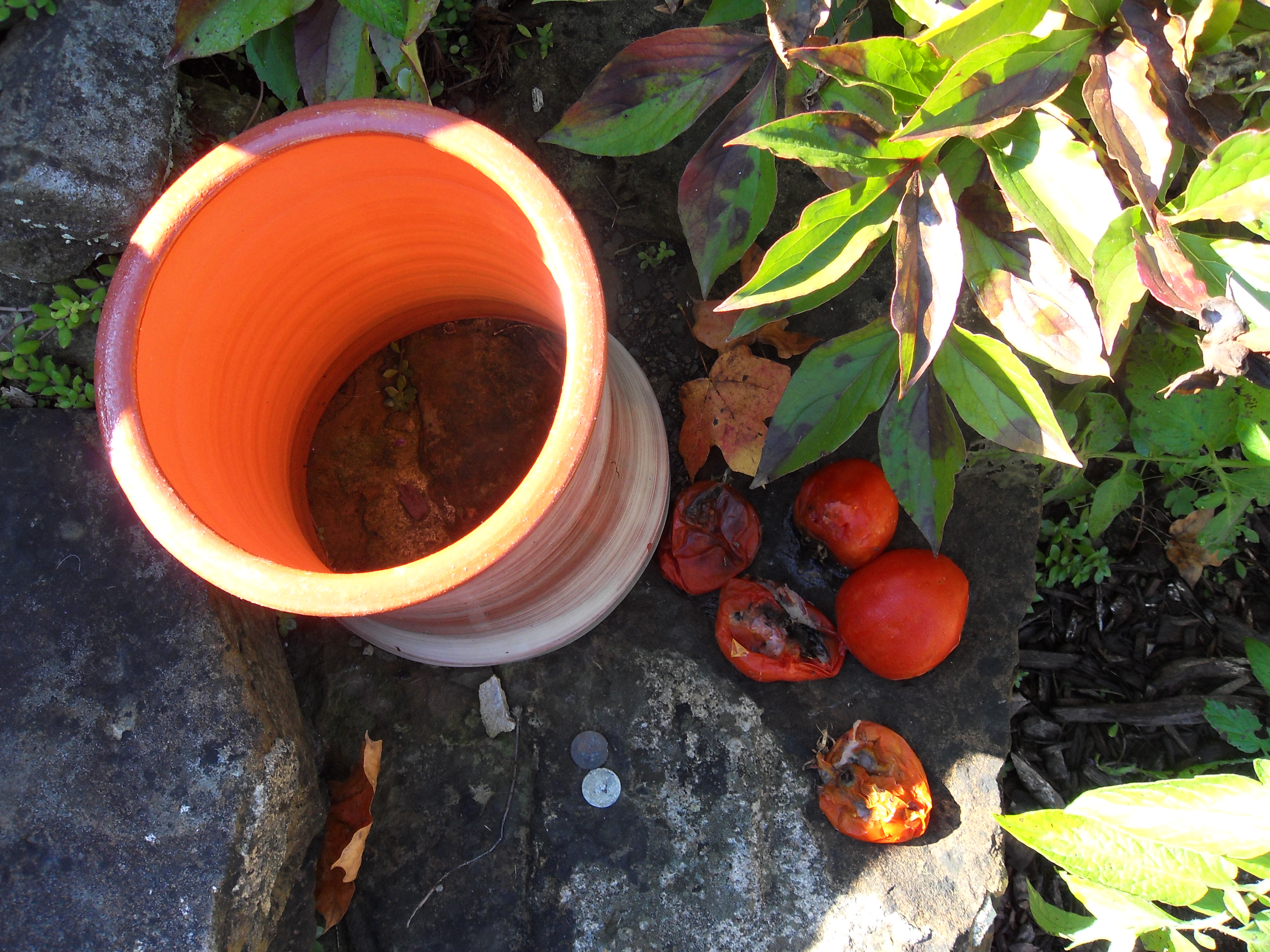 Planter with rotting tomatoes 